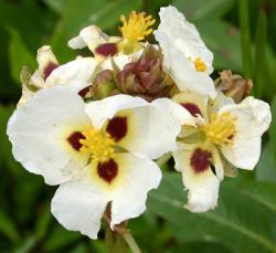 Sagittaria montevidensis. Male flowers showing the dark red spot at the base of the petals.
 Image: P. Champion © NIWA 2020 All rights reserved